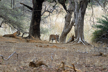 Group of Bengal Tigers in Ranthambore National Park, India