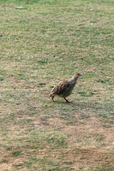 Wild partridge at Ranthambore National Park, India