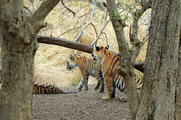 Bengal tigress with cub in Ranthambore National Park, India