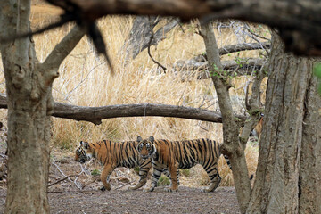 Group of Bengal Tigers in Ranthambore National Park, India