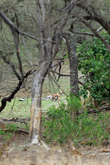 Bengal tiger in Ranthambore National Park, India