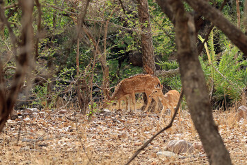 Herd of Chital Deer in Rathambore National Park, India