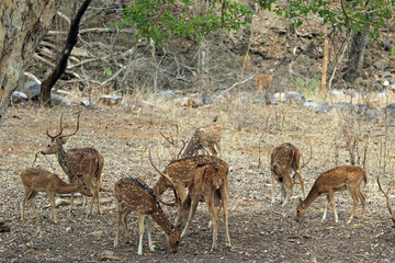 Herd of Chital Deer in Ranthambore National Park, India
