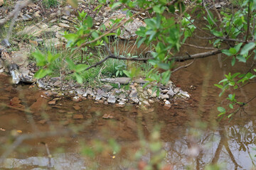 Mugger crocodile in Ranthambore National Park, India