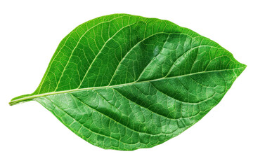 Obraz premium Close-up image of a vibrant green leaf showing detailed veins and textures, isolated on a transparent background.