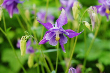 Aquilegia flower in the summer garden