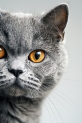 A detailed view of a cat's face with bright yellow eyes