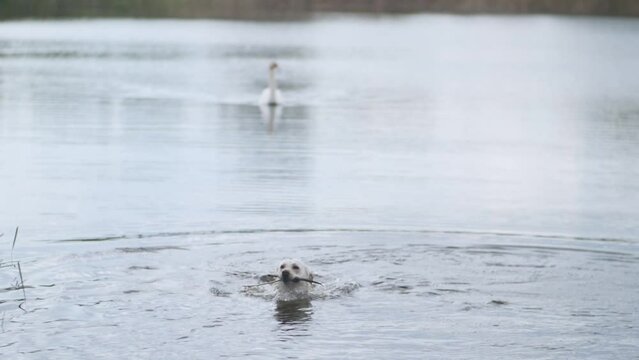 A dog swims in a lake from a swan