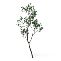 High-Resolution Realistic 3D Modeled Fruit Tree PNG Image for Fresh Produce and Nature Illustrations