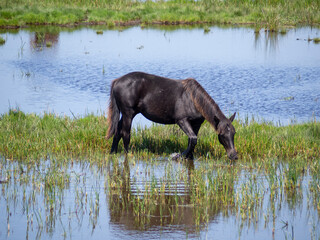 Grazing in the marshes