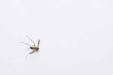 Mosquitoes at Rest