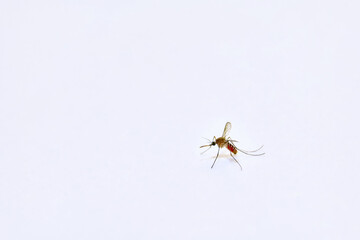 Ethereal Mosquito in Flight