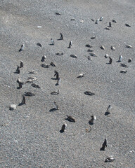 Magellanic penguin colony at punta tombo beach, chubut, argentina