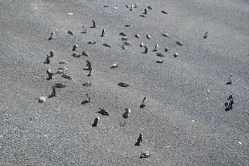 Magellanic penguin colony at punta tombo beach, chubut, argentina