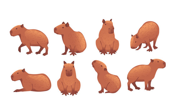 Set of Big mammal cute capybara cartoon animal design vector illustration isolated on white background