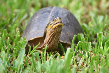 yellow head turtle (Indotestudo Elongata) , seen in the Lumphini Park, Bangkok, Thailand