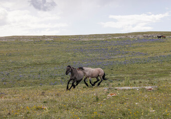 Wild Horses in the Pryor Mountains Montana in Summer