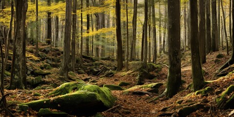 Obraz premium Wild ligh nature outdoor inside forest landscape background. Adventure travel hiking vibe scene