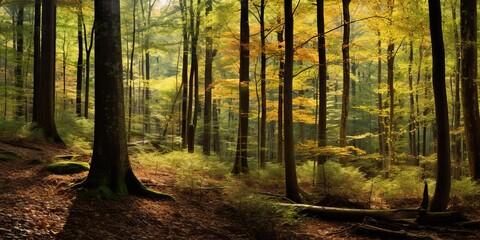 Obraz premium Wild ligh nature outdoor inside forest landscape background. Adventure travel hiking vibe scene