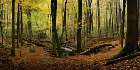 Wild ligh nature outdoor inside forest landscape background. Adventure travel hiking vibe scene