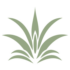 A aloe vera plant with long, pointed leaves arranged in a symmetrical, stylized pattern