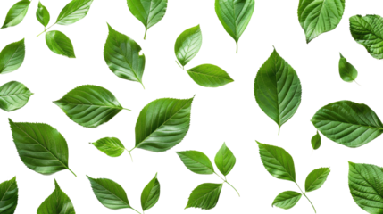 Green leaves on a transparent background