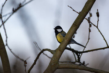 Naklejka premium Macro close-up of a colorful bird with detailed feathers, wildlife photography showcasing nature beauty and animal portrait in sharp focus 