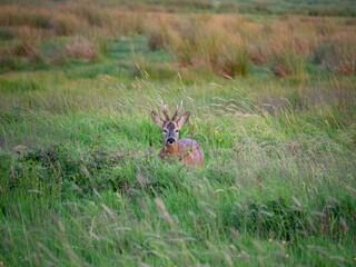 Deer resting in the New Forest.