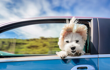 A happy Maltese dog leans out of the window of a moving car.