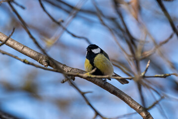 Obraz premium Macro close-up of a colorful bird with detailed feathers, wildlife photography showcasing nature beauty and animal portrait in sharp focus 