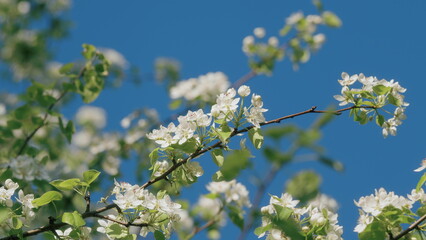 Green Foliage On A Pear Tree In Spring Bloom. White Flowers Bloom From March To April. Blooming White Pear Or Pear Flowers Under Morning Sunlight.