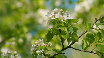 White Pear Blossom Blooming In A Garden. Pear Tree In Spring Season. Beautiful Branch On Spring Day. Blossom Pear White Flower Tree On Nature Background.