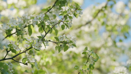 Spring Tree Blossoms. Blooming Pear Branch In Spring Blooms With White Flowers. Light Green Pear Flowers Blooming Background.