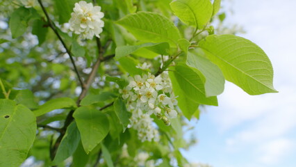 Bird Cherry Tree Blooming With White Flowers In Spring. Nice White Bird Cherry Spring Flowers Branch On Tree Nature Awakening.