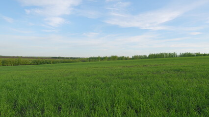 Ears Of Green Wheat On Field Sunset Lifestyle. Green Young Wheat Sprouts Sway In Wind On Field. Ripening Ears Of Meadow Wheat Field. Modern Agriculture.