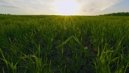 Bio Agriculture Farming Wheat Plantation. Wheat Agriculture Harvesting Agribusiness Concept. Agricultural Field With Green Signs In Spring Season.