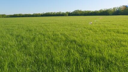 Obraz premium Green Grass Field Lits By Evening Sun. Green Field Against Blue Sky. Natural Landscape Green Field At Sunrise At Summer.