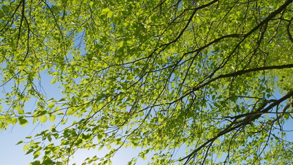 Obraz premium Beautiful Sun Shine Through Birch Tree Green Leaves. Rays Of Sun Break Through Birch Leaves. Green Blooming Birch Leaves Fluttering In Wind.