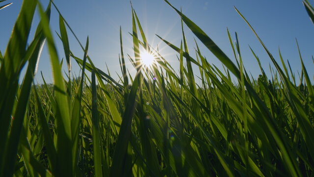 Idyllic Rural Landscape. Meadow With Flowers And Glade In Sun Rays At Warm Day. Beautiful Green Meadow Under A Sky.