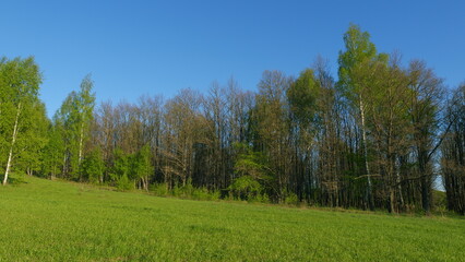 Obraz premium Green Grass Field Lits By Evening Sun. Green Field Against Blue Sky. Natural Landscape Green Field At Sunrise At Summer.