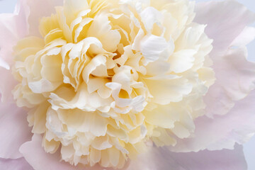 Peonies flowers. Floral beautifull background. Closeup. Nature.