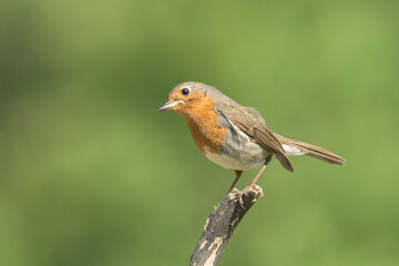 Robin perched on a branch in its natural environment on a mountain in Bizkaia