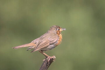 Robin perched on a branch in its natural environment on a mountain in Bizkaia