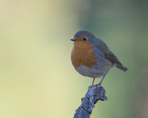 Robin perched on a branch in its natural environment on a mountain in Bizkaia