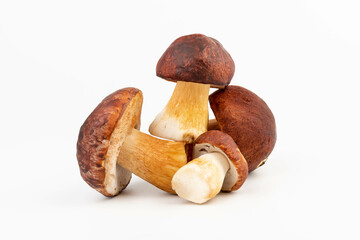 Bay bolete. Edible mushrooms (Boletus badius) isolated on white background with clipping path. Package design element. Wild forest mushrooms