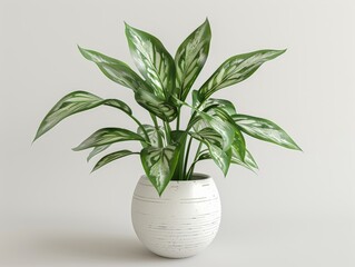 Green houseplant with white-striped leaves in a white ceramic pot, on a white background.