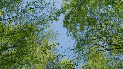 Fototapeta premium Tops Of Trees In Deciduous Forest On Background Of Blue Sky. Clear Blue Sky Gently Shining Through Fresh Green Treetops In A Forest.