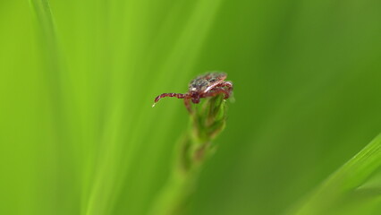 Infectious Parasitic Insect Ixodid Ticks On A Green Background. Encephalitis Tick Creeps On Leaf Of Plant In Forest. Mite.