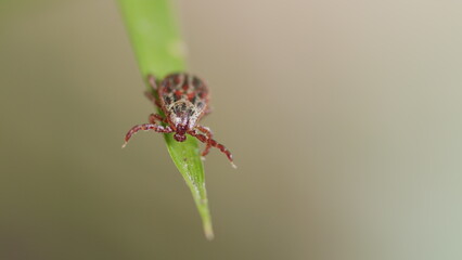 Mite At Green Leaf. Infectious Parasitic Ixodid Ticks Insects On A Green Leaf. Ixodes.