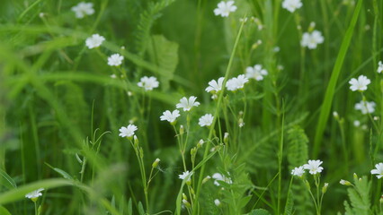 Greater Stitchwort Or Greater Starwort And Addersmeat In Green Meadow Grass. White Flowers, Stellaria Holostea On A Forest Glade. White Meadow Flowers.